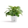 Weißer Ecopots Pflanztopf Venice 2, 30 cm, mit grüner Pflanze. Ideal für Innen- und Außenbereiche.
