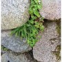 Braunstieliger Streifenfarn - Asplenium trichomanes