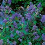 Blühende Säckelblume (Ceanothus Delilianus) mit blauen Blüten und grünen Blättern.