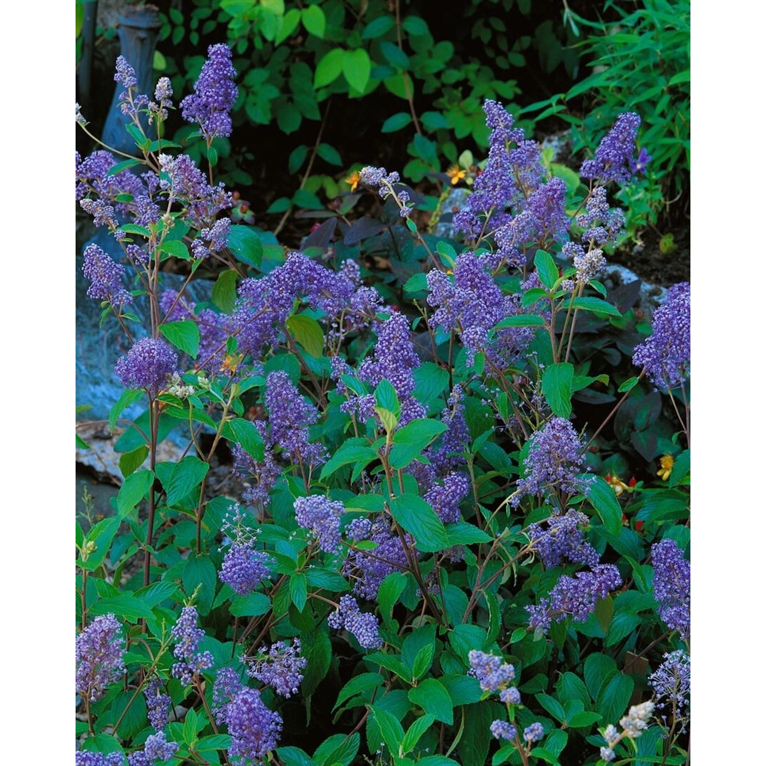 Ceanothus Delilianus Henry Desfosse Säckelblume Blau 40–60 cm günstig online kaufen