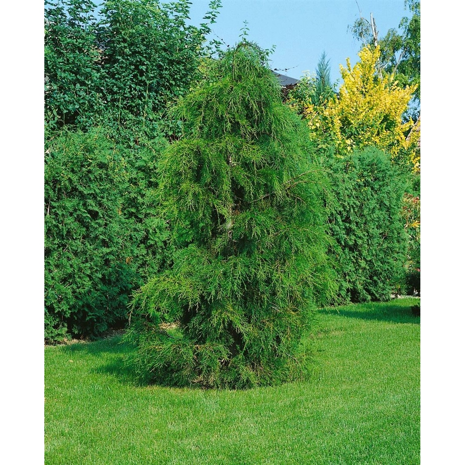 Chamaecyparis Pisifera Plumosa Flavescens Gelbgrün 50–60 cm günstig online kaufen