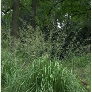 Riesen Pfeifengras Zuneigung, Molinia arundinacea, grüne Stauden im Garten.