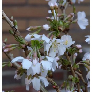 Nahaufnahme der blühenden, geschlitzten Zierkirsche 'Kojou no mai' mit weißen Blüten.