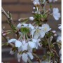 Nahaufnahme der blühenden, geschlitzten Zierkirsche 'Kojou no mai' mit weißen Blüten.