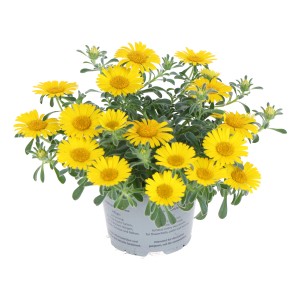 GROW by OBI Goldtaler "Aurelia" im Topf, leuchtend gelbe Sommerpflanze für Beet und Balkon.