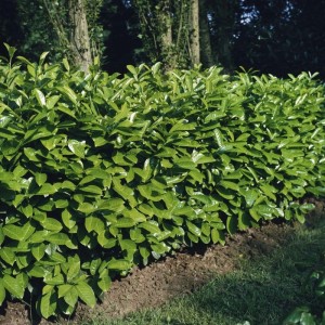 Dichte, grüne Hecke aus Kirschlorbeer 'Rotundifolia', ca. 60-80 cm hoch.