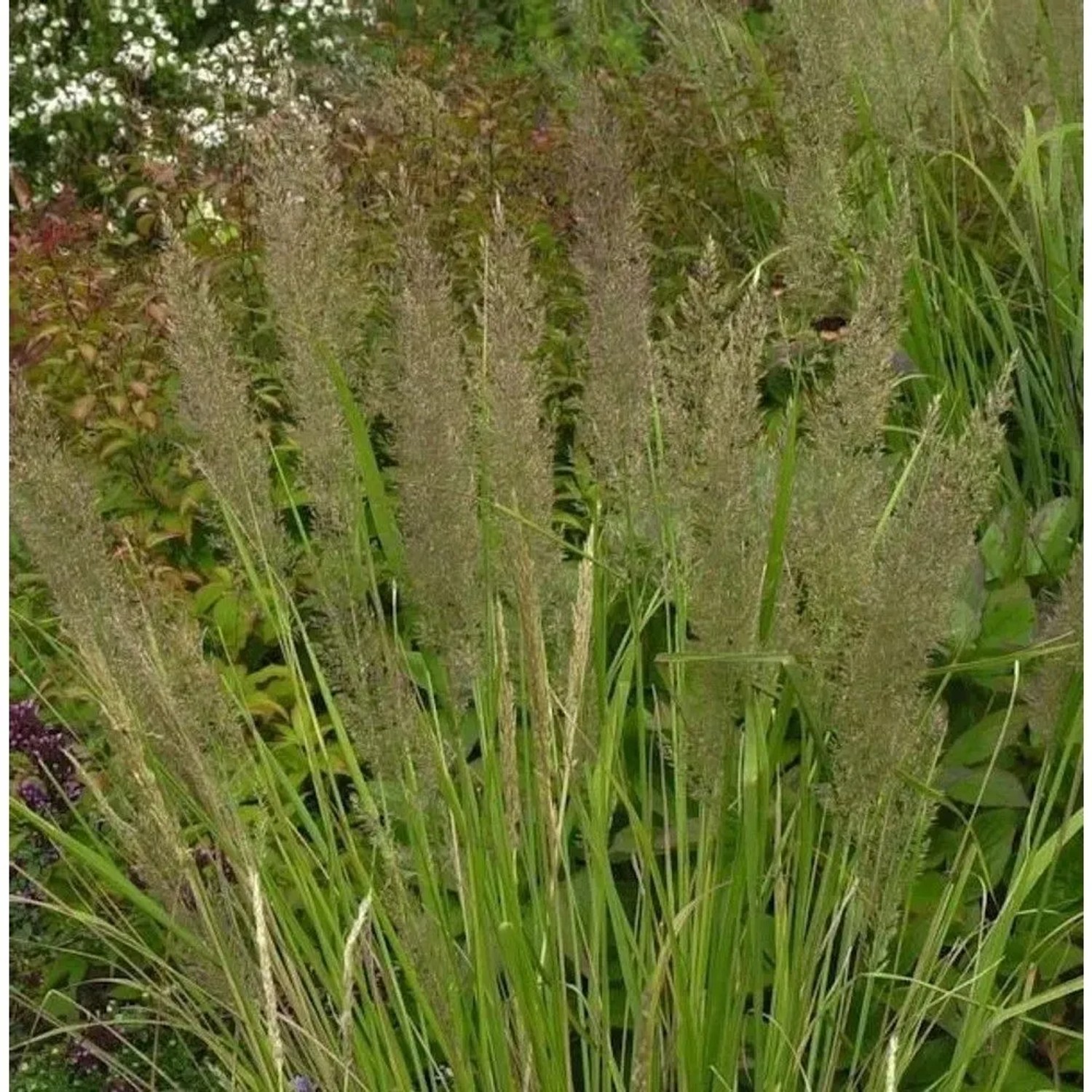 Diamant Reitgras - großer Topf - Calamagrostis brachytricha