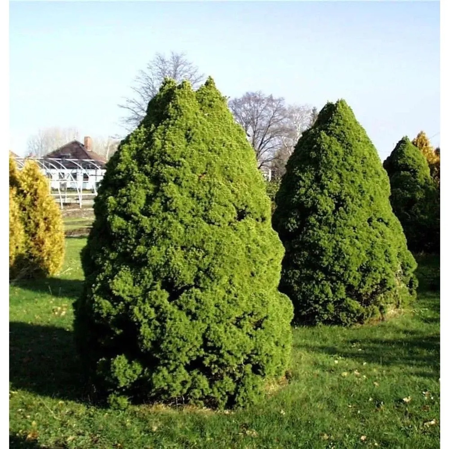 Zuckerhut Fichte 30-40cm - Picea glauca