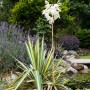 Palmlilie 'Color Guard' mit grün-gelben Blättern und weißen Blüten im Garten.
