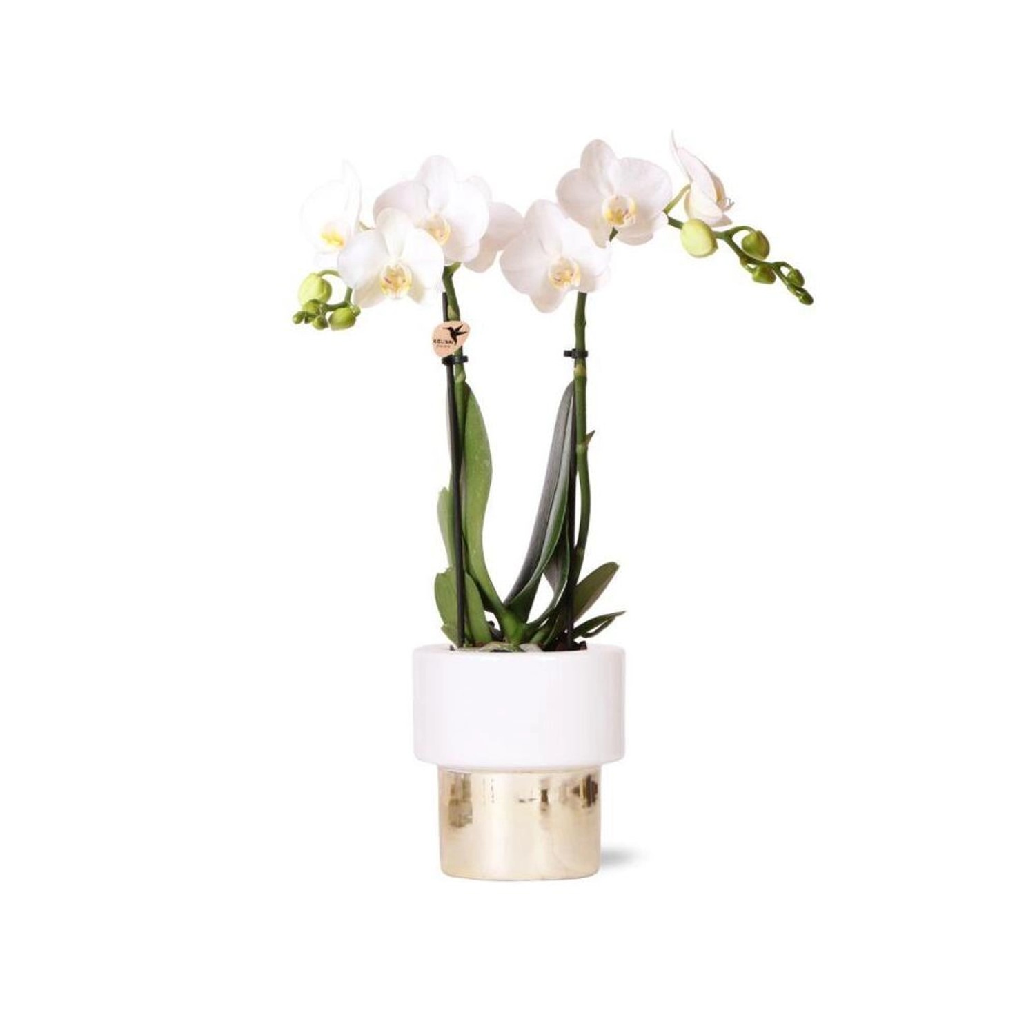 Kolibri Orchids Weiße Phalaenopsis Orchidee Amabilis & Elite Topf Gold Topfgröße 9cm 35cm Hoch