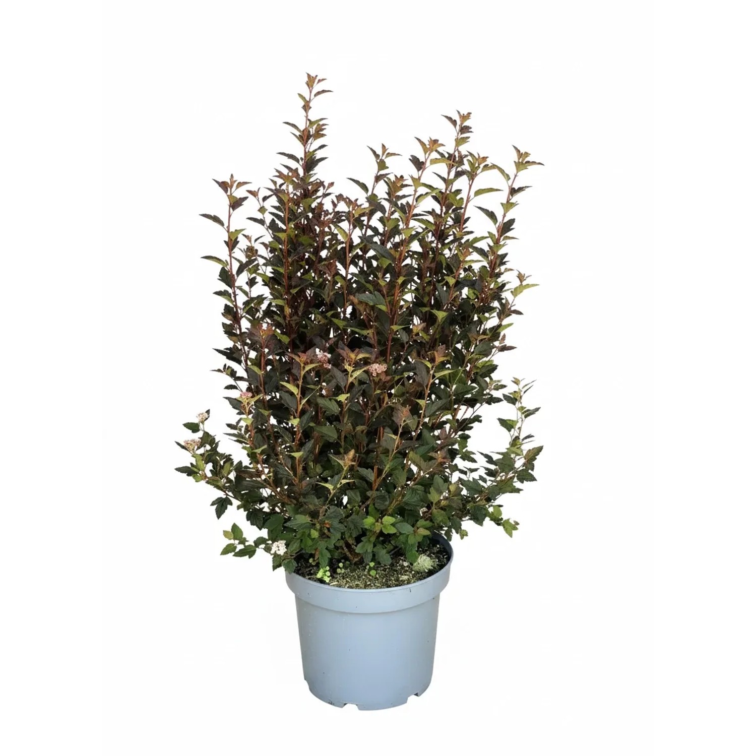 Baumfink Blasenspiere Magical Sweet Cherry Tea als Topfpflanze 60-80cm