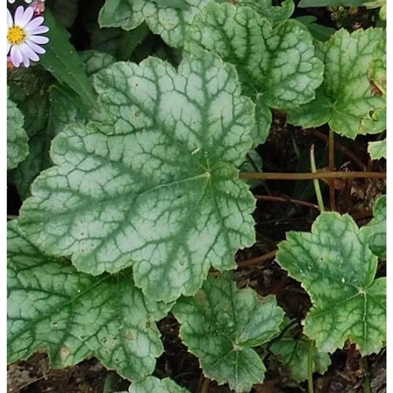 Purpurglöckchen Mint Frost - Heuchera micrantha