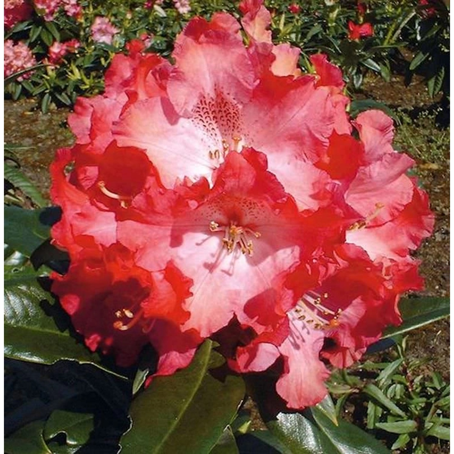 INKARHO - Großblumige Rhododendron Berliner Liebe 30-40cm - Alpenrose günstig online kaufen