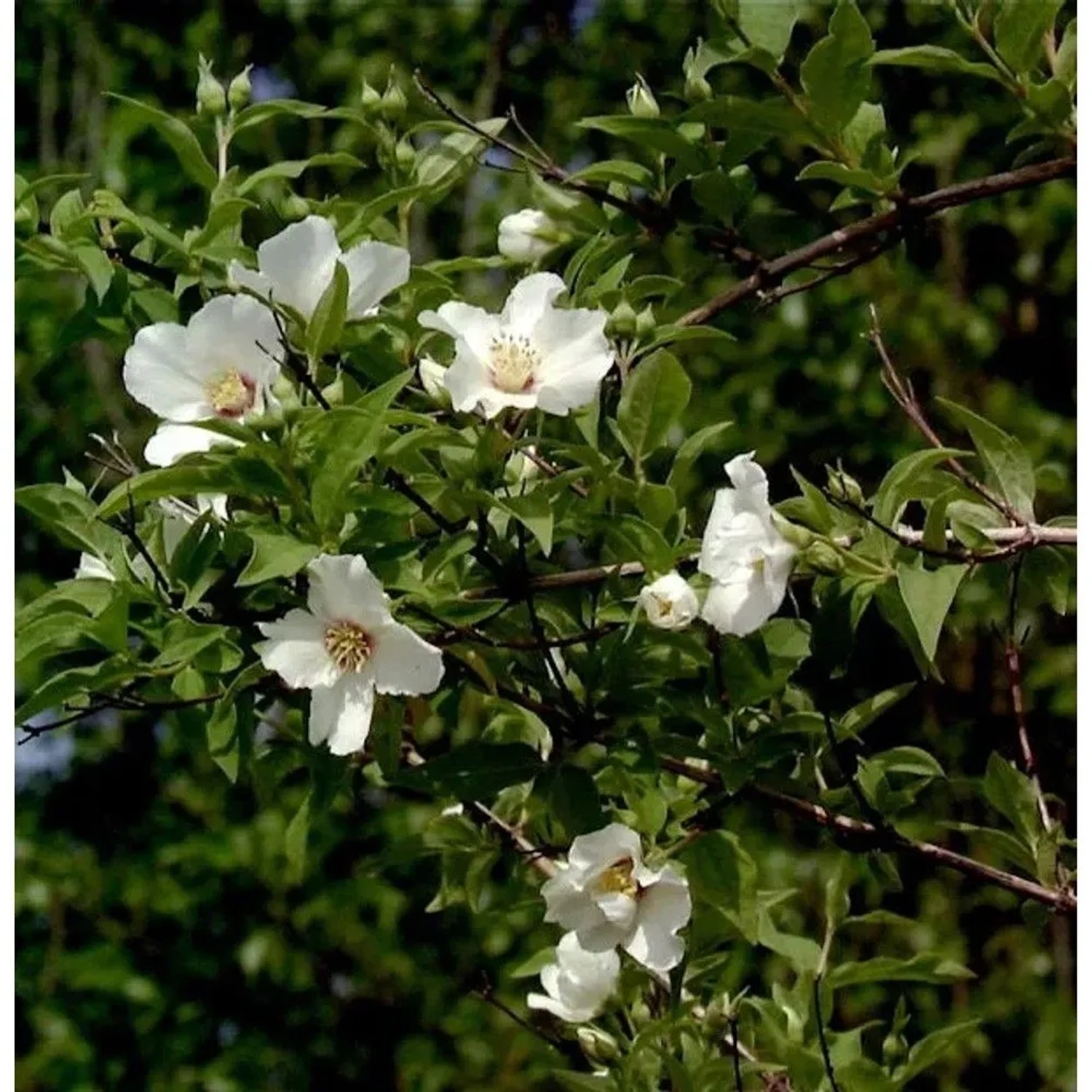 Gartenjasmin Belle Etoile 100-125cm - Philadelphus