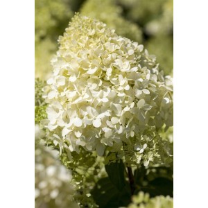 Nahaufnahme der weißen Blüten der Rispenhortensie Bobo. Blühende Zimmerpflanze.