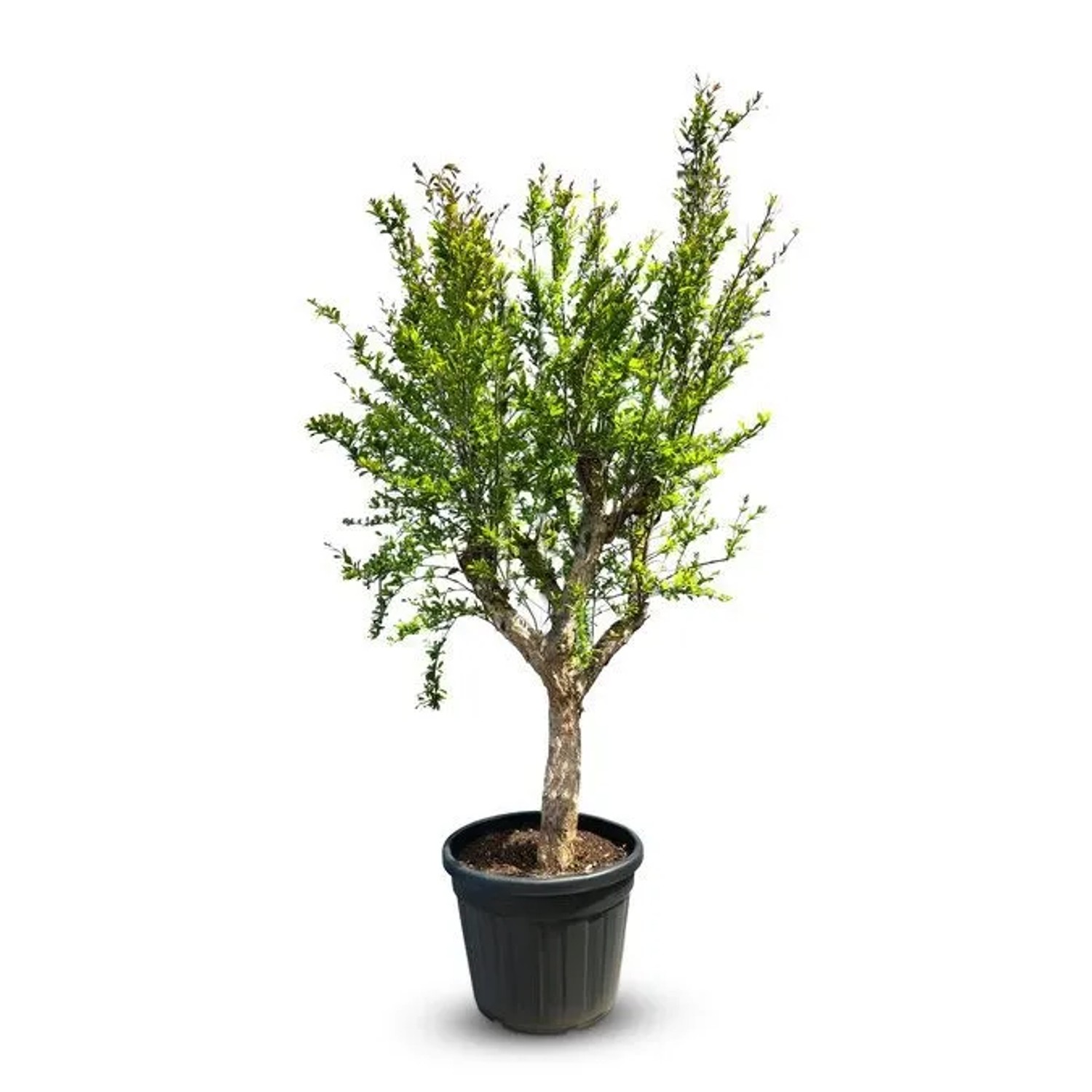 Sunny-Tree Granatapfelbaum L Winterharter Obstbaum Punica Granatum Höhe 200 cm Stammumfang 20-25 cm