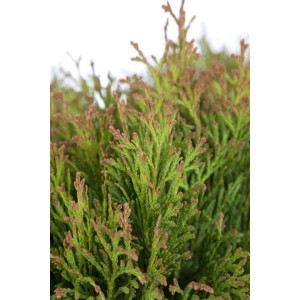 Nahaufnahme der grünen Thuja occidentalis 'Miky' Heckenpflanze, 20-25 cm hoch.