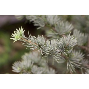 Nahaufnahme der blaugrünen Nadeln einer Atlas-Zeder (Cedrus Atlantica Glauca).