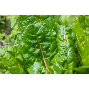 Frischer, grüner Mangold 'Bright Lights' im Detail. Blattgemüse für Beet und Küche.