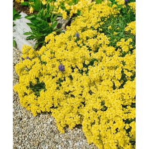 Leuchtend gelbes Steinkraut (Alyssum Saxatile) im 9x9 cm Topf, ideal für Steingärten.