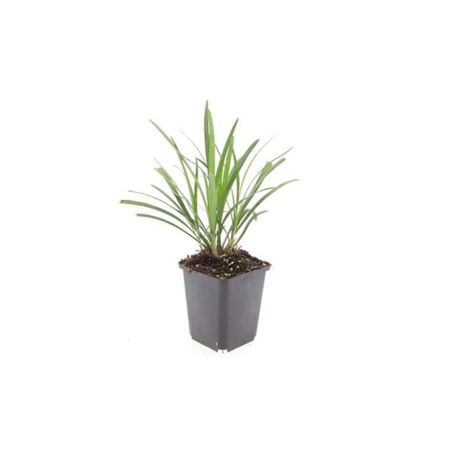 Exotenherz Glöckchentraube Lilengras Liriope Muscari Ingwersen 9cm Topf Set günstig online kaufen
