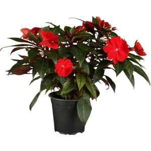 Rotes Edellieschen (Impatiens) im Topf, ca. 12 cm Ø, eine blühende Stehpflanze von GROW by OBI.