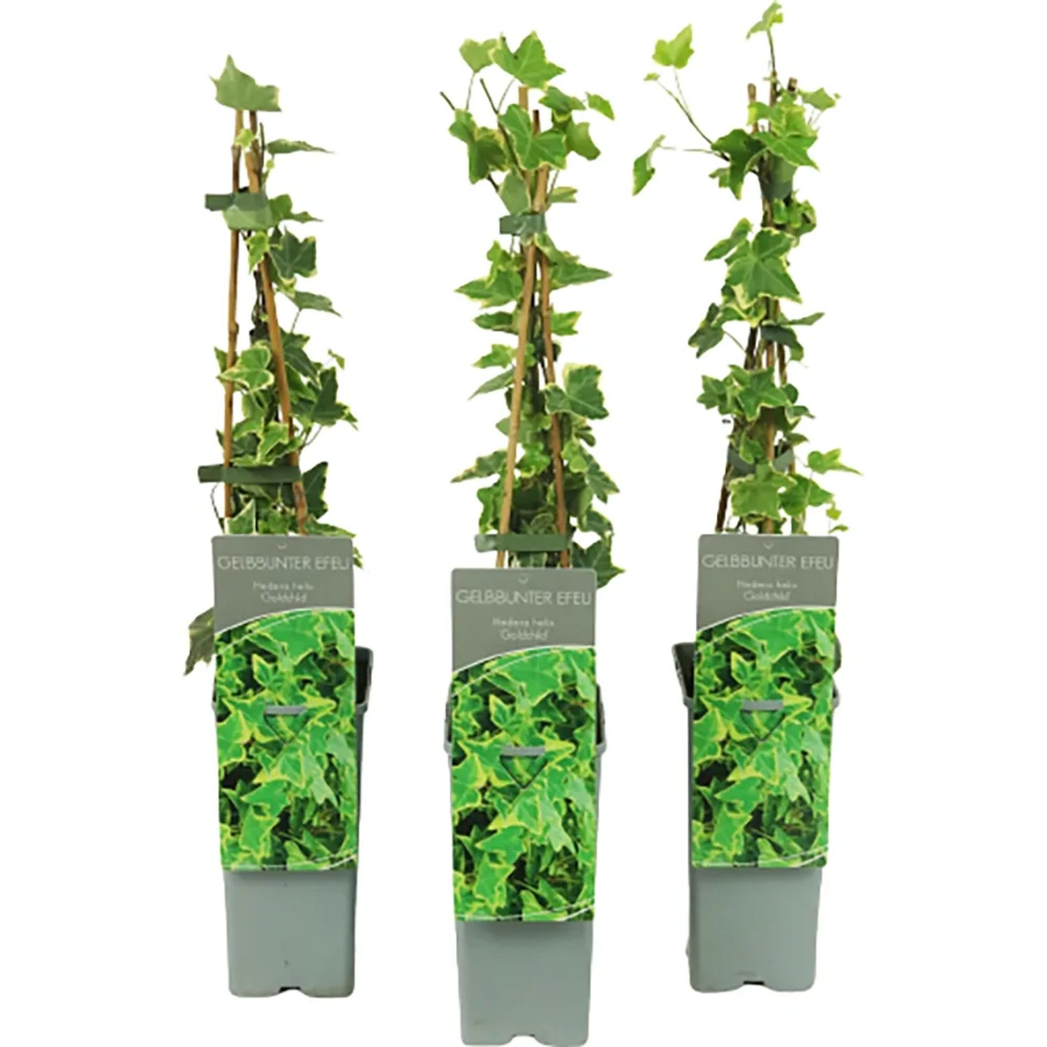 elefantenfuß anzucht Elefantenfuß (Beaucarnea recurvata) kaufen main image 1