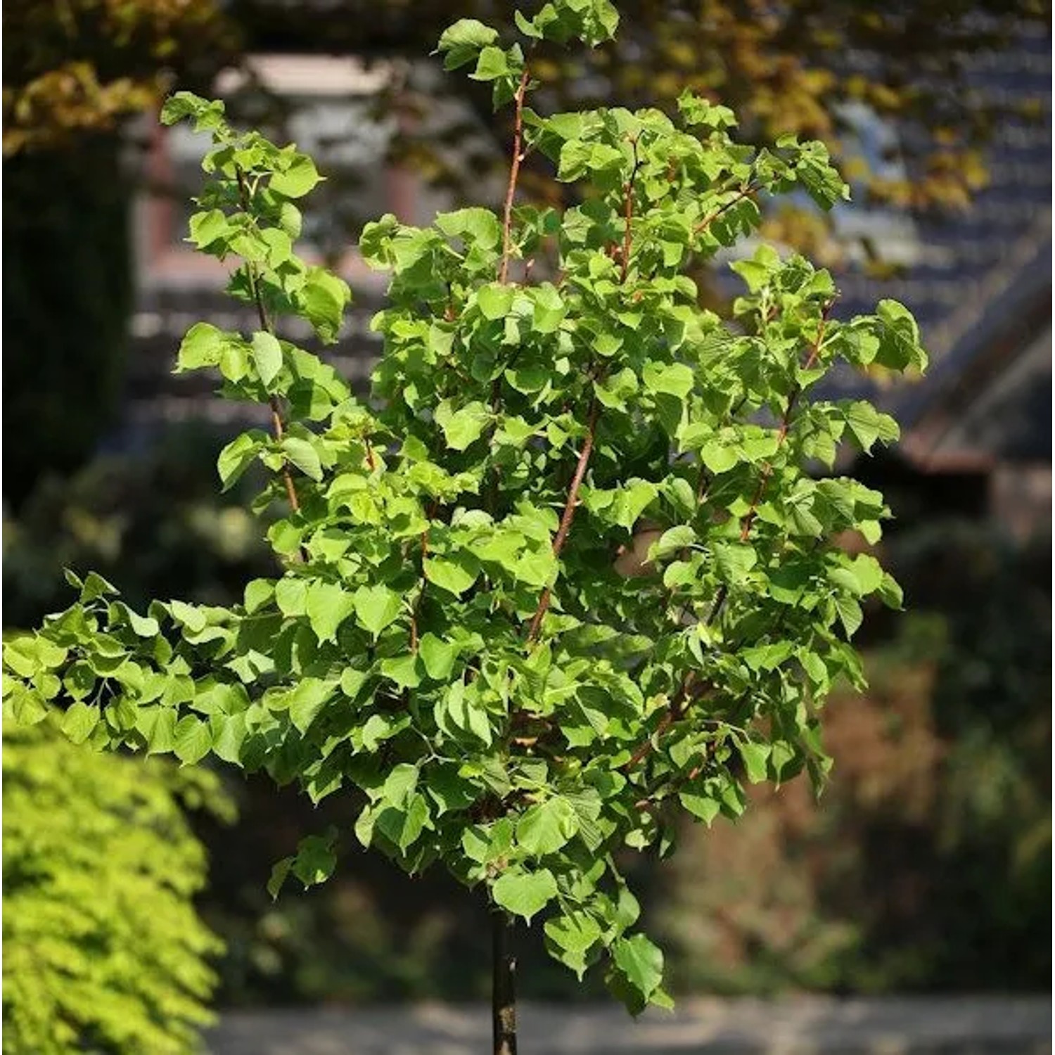 Hochstamm Winter Linde Orange 40-60cm - Tilia cordata günstig online kaufen