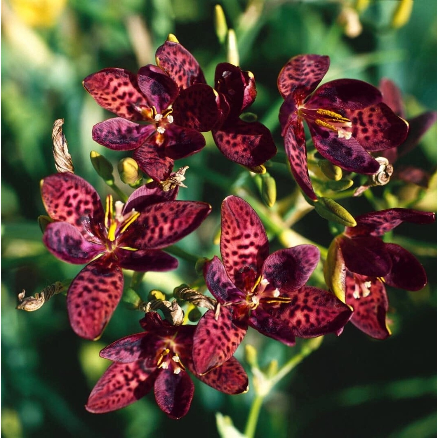 Pardancanda (X) Norrisii Ca. 9x9 cm Topf günstig online kaufen