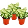 3er Set Syngonium Pixie (Purpurtute) im Topf, grüne Zimmerpflanze mit hellen Blattzeichnungen.