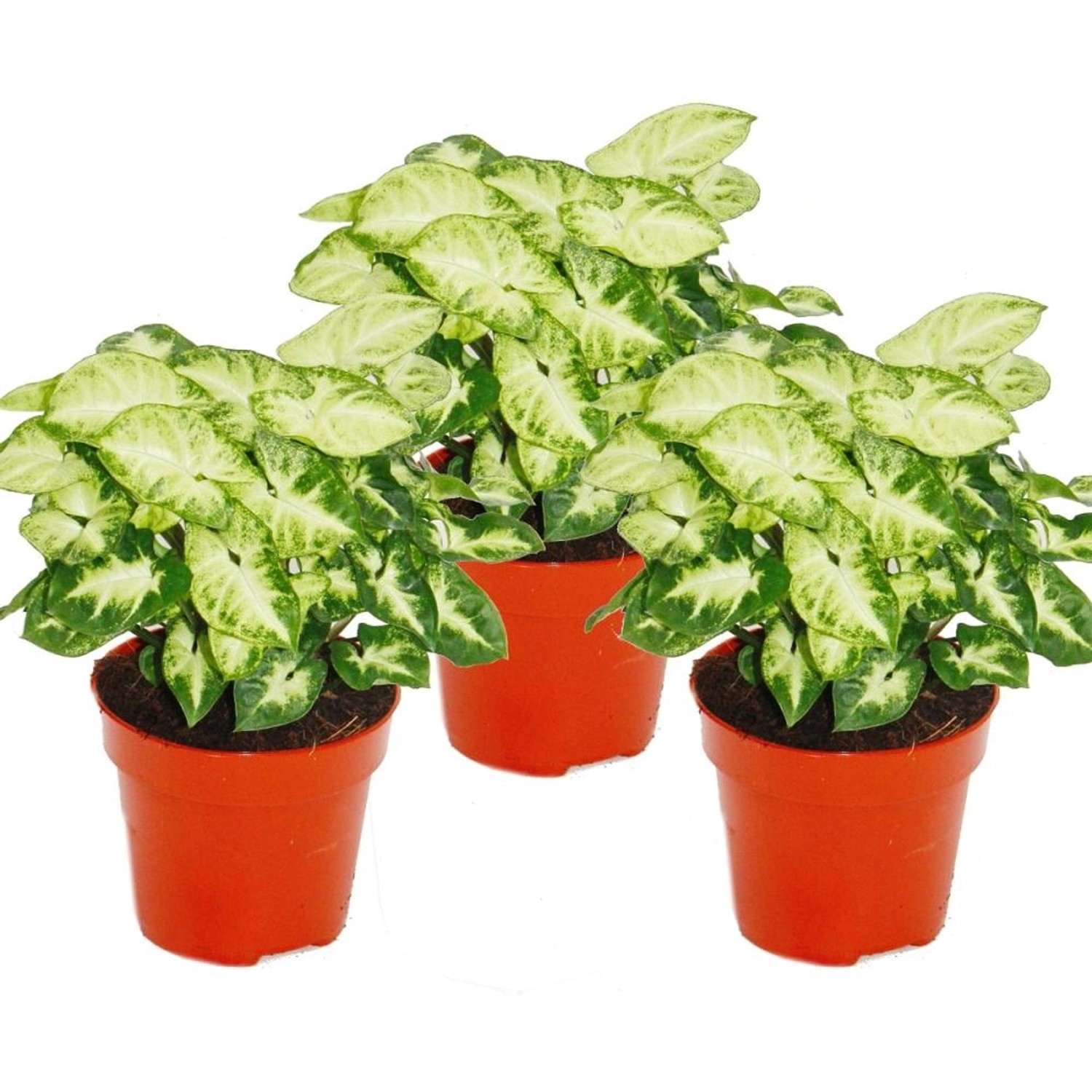 Exotenherz Syngonium Pixie 3er Set Purpurtute günstig online kaufen