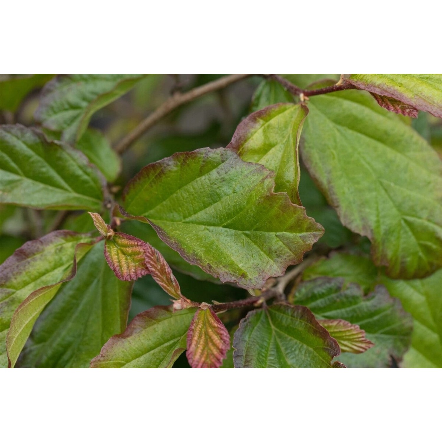 Parrotia Persica Bella Eisenholzbaum 60–80 cm Auffälliges Laub günstig online kaufen