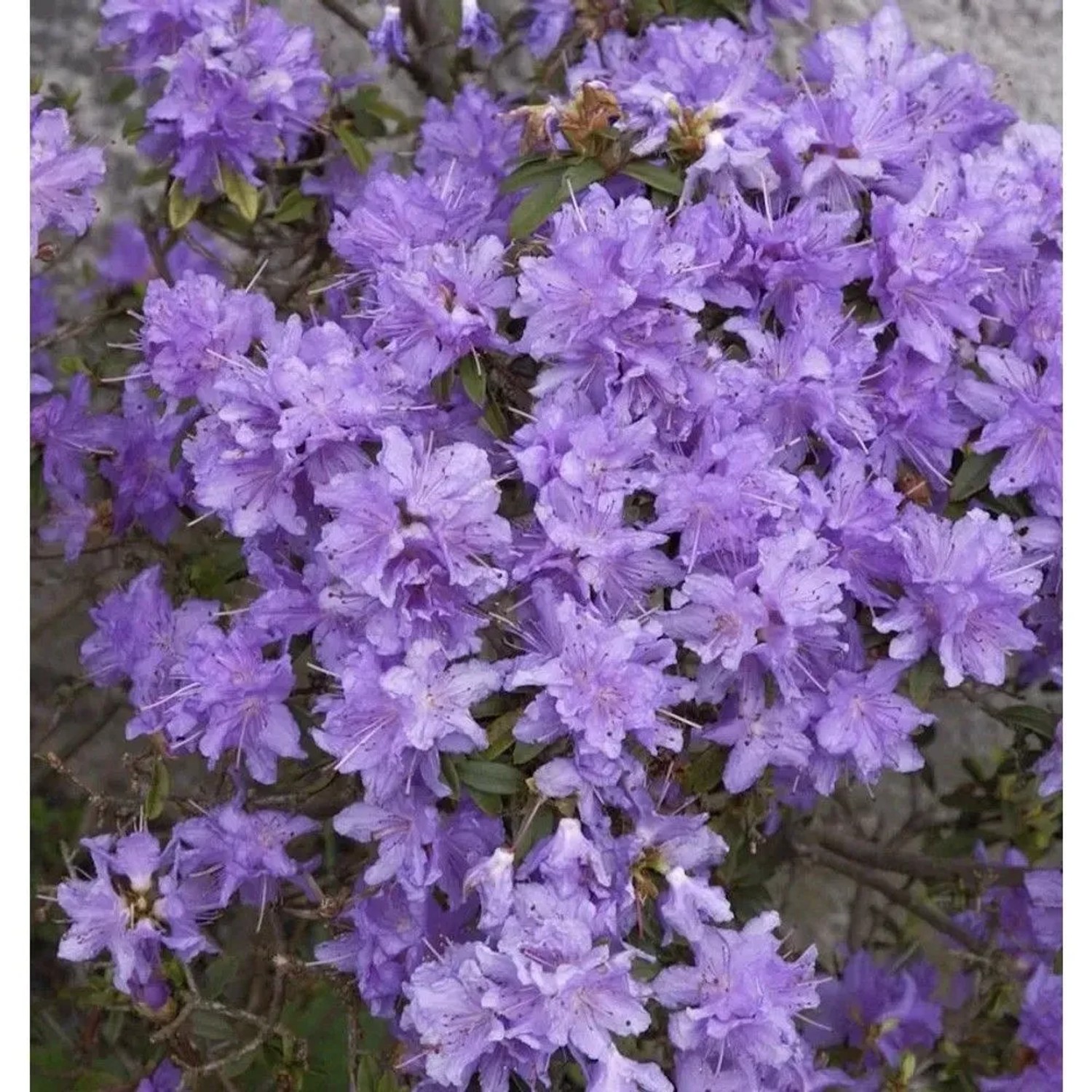 Zwerg Rhododendron Blumeria 20-25cm - Rhododendron impeditum - Zwerg Alpenrose