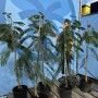 Albizia Julibrissin Ombrella Seidenbäume in Töpfen, 150 cm hoch, mit rosa Blüten und hellgrünen Blättern.