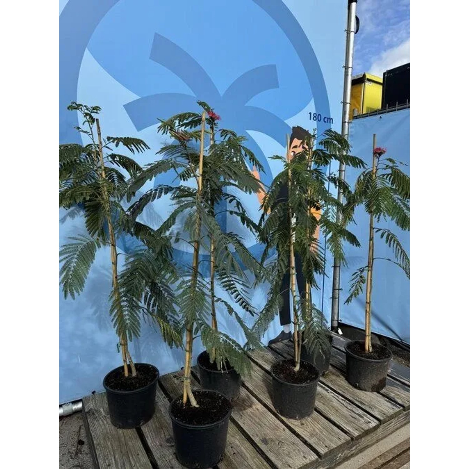 Albizia Julibrissin Ombrella Seidenbäume in Töpfen, 150 cm hoch, mit rosa Blüten und hellgrünen Blättern.