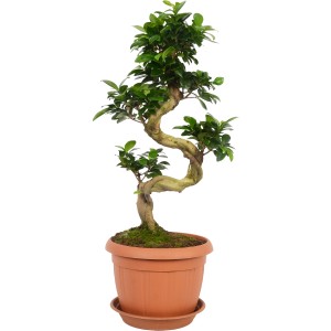 Bonsai Ficus Ginseng im Topf, ca. 65-80 cm hoch, mit S-förmigem Stamm und grünen Blättern.