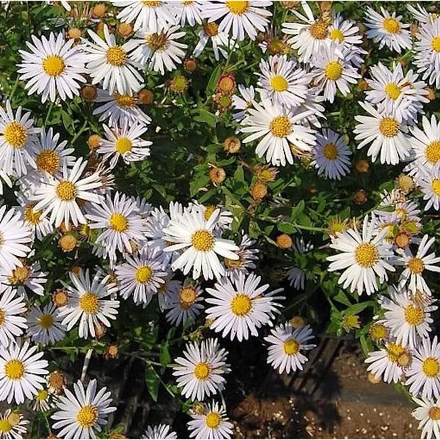 Schönaster Alba - Kalimeris incisa