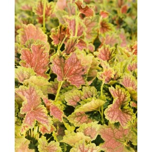 Heuchera 'Tiramisu' im Topf: Staude mit gelb-rotem Laub, ca. 11x11 cm.