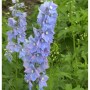 Blauer Hoher Rittersporn 'Augenweide' (Delphinium elatum) mit Blütenstand im Garten.