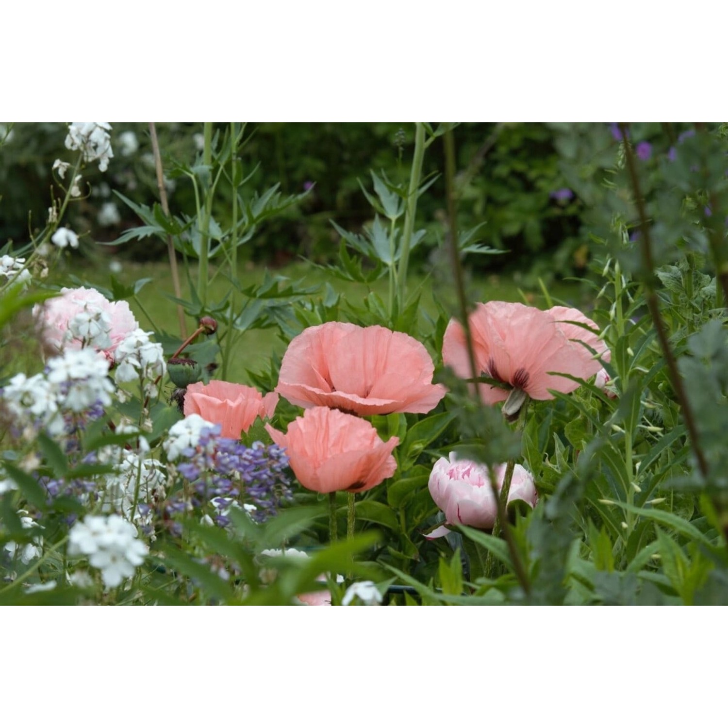 Papaver Orientale Türkischer Mohn Helen Elizabeth Ca 11x11 cm Topf günstig online kaufen