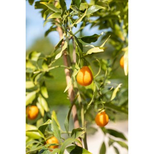 Zitrusbaum mit reifen, orangefarbenen Früchten, gedüngt mit GROW by OBI Zitrusdünger.