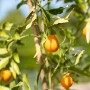 Zitrusbaum mit reifen, orangefarbenen Früchten, gedüngt mit GROW by OBI Zitrusdünger.