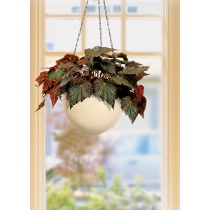 Cremefarbene Scheurich Hängeampel 845, Ø 22 cm, mit Pflanze vor einem Fenster.