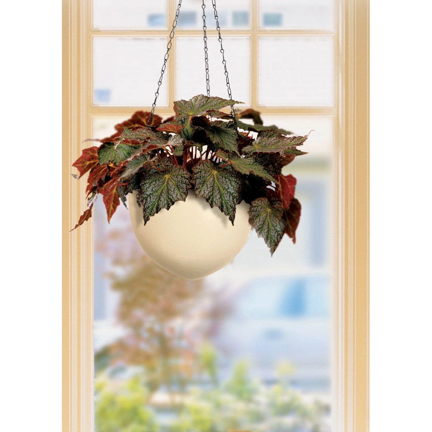 Cremefarbene Scheurich Hängeampel 845, Ø 22 cm, mit Pflanze vor einem Fenster.