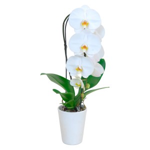 Schmetterlingsorchidee 'Cascade Weiß' im weißen Keramiktopf, elegante Zimmerpflanze.