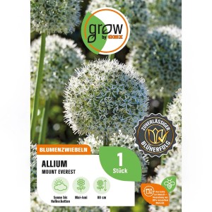 Zierlauch 'Mount Everest' (Allium stipitatum) mit weißen Blütenkugeln, Blumenzwiebel von GROW by OBI.
