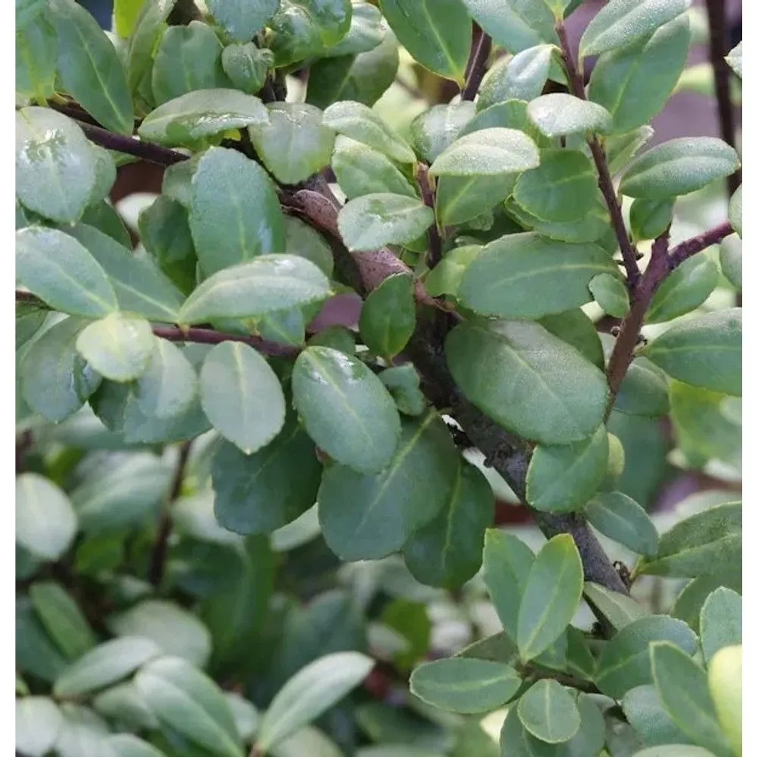 Berg Ilex Dark Star 50-60cm - Ilex crenata