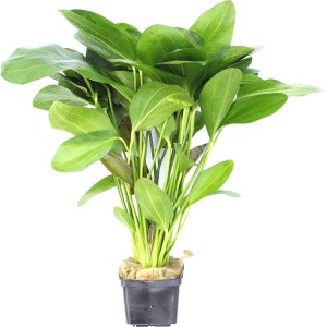 Dennerle Aquariumpflanze Echinodorus Ozelot, grüne Blätter mit braunen Flecken, im Topf.