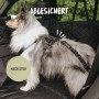 Hund mit schwarzem Rudelkönig Sicherheitsgurt im Auto, verstellbar von 60-80 cm.