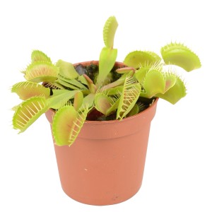 Venusfliegenfalle (Dionaea muscipula) im Topf, eine exotische, fleischfressende Pflanze mit Fangblättern.